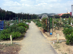農園風景