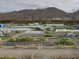 農園風景