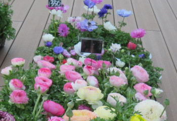 寄せ植えの写真