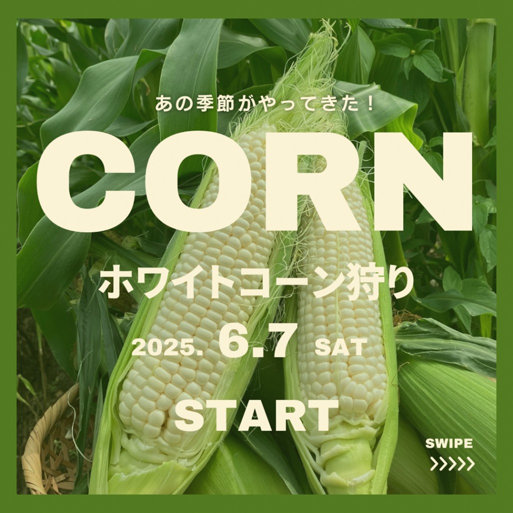 ホワイトコーン収穫体験