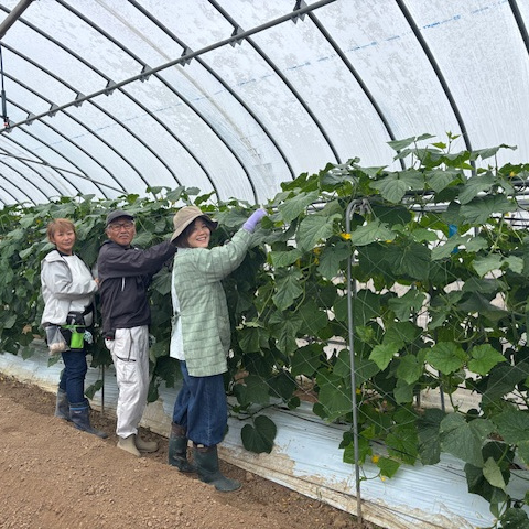 施設野菜コース