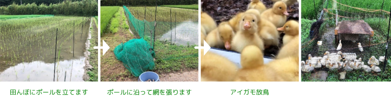 アイガモ農法