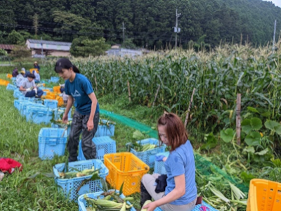 とうもろこし収穫の様子