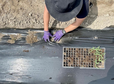 とうもろこしの定植