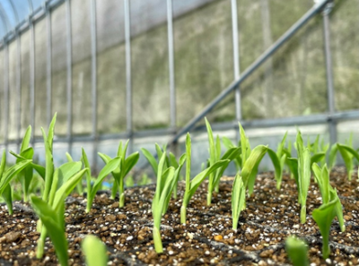 とうもろこしの定植