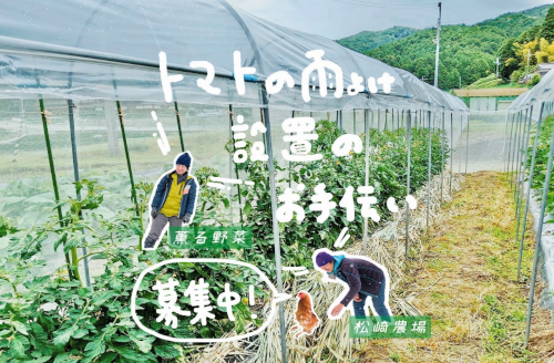 トマトの雨よけ設置写真