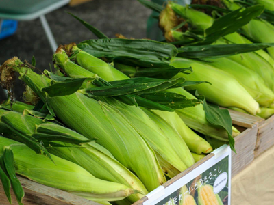 とうもろこしの写真