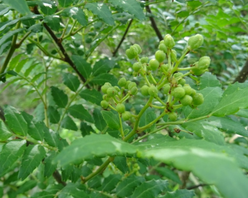 ふるさとむら高柳下